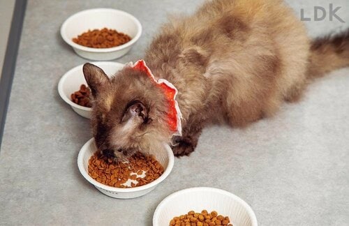 おいしさ 猫用ドライフードおすすめ イメージ2