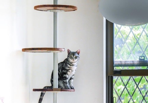 やや登りにくくて使用率は普通 キャットタワーおすすめ イメージ