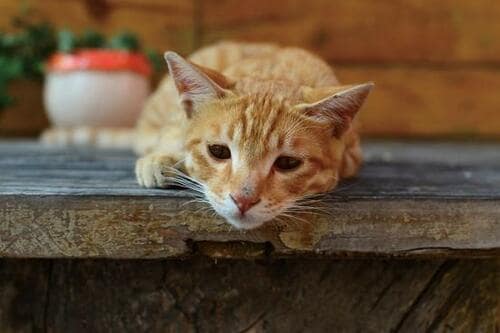 原因5:病気を発症している 猫用ドライフードおすすめ イメージ