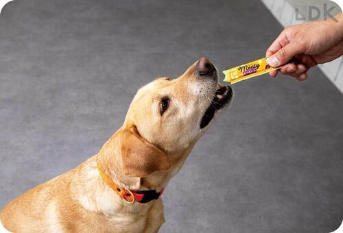 テスト1:食いつき 犬用おやつおすすめ イメージ2