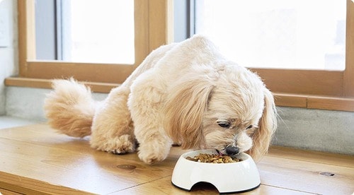 犬好みのごはんならしっかり食べるしストレスも与えない ドッグフードおすすめ イメージ