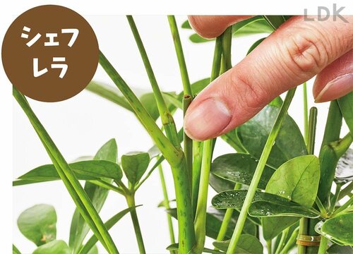【シェフレラ】 ガーデニング用霧吹きおすすめ イメージ