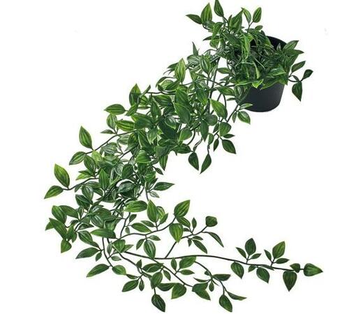 深い緑色が本物っぽい「IKEAのフェイカ」 イメージ