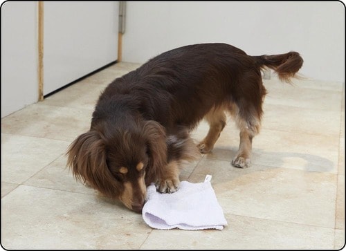 どの犬も平気でクンクン嗅いでいる 犬のしつけ用スプレーおすすめ イメージ