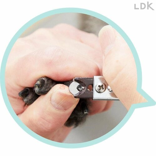 プロお墨付きの切れ味と使いやすさ 犬用爪切りおすすめ イメージ