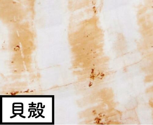 貝殻が真っ白に イメージ