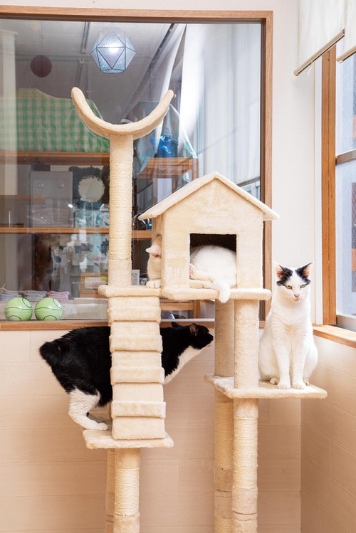 あれば猫の生活がより快適になるアイテム キャットタワーおすすめ イメージ