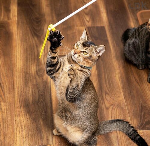 全長30cmしかなくかなりコンパクト 猫じゃらしおすすめ イメージ