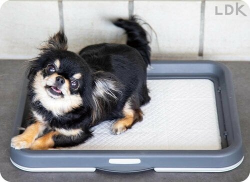 犬用トイレトレーとは? 使う必要性 犬用トイレトレーおすすめ イメージ