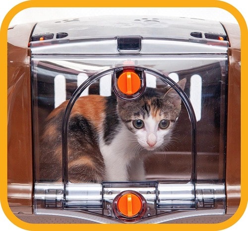 透明だからネコの姿がよく見える 猫用キャリーバッグおすすめ イメージ