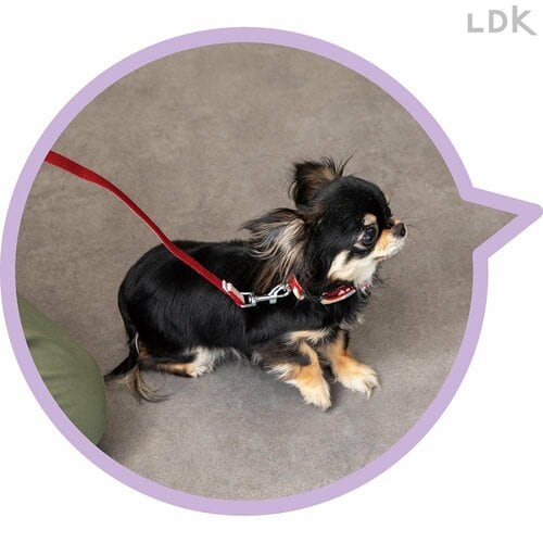 軽くて負担がかかりにくい 犬用リードおすすめ イメージ