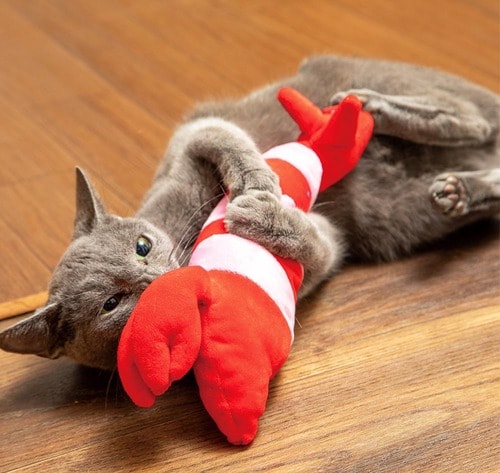 ネコキックにぴったりなのは？ 猫用おもちゃおすすめ イメージ2