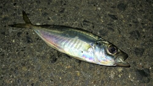 アジングってどんな釣り？ イメージ