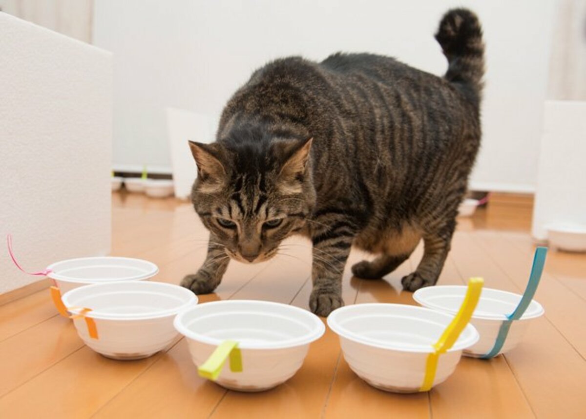 キャットフード辛口採点簿】超ロングセラー黒缶が15製品中、唯一