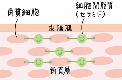保湿効果の高い成分でうるおいをキープ 洗顔料おすすめ イメージ