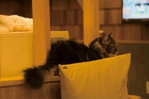 アドビ「Lightroom」使用6