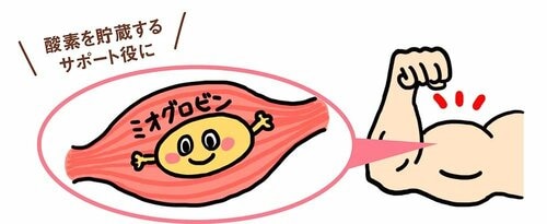鉄分は筋肉を動かすための酸素を蓄える 鉄分ドリンクおすすめ イメージ