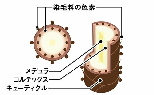 トリートメントやマニキュアは洗うたび色落ちするが傷みにくい メンズ白髪染めおすすめ イメージ