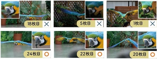 検証結果1:鳥 イメージ