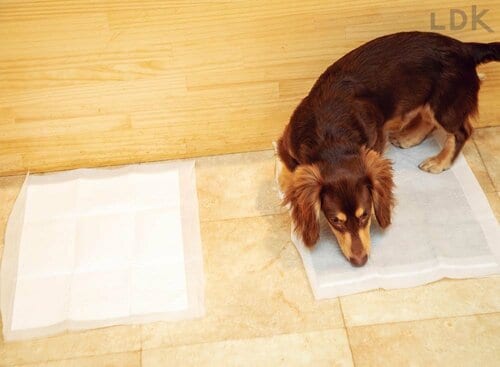選び方3:香り付きシーツはイヌが苦手でないか確認 犬用ペットシーツおすすめ イメージ