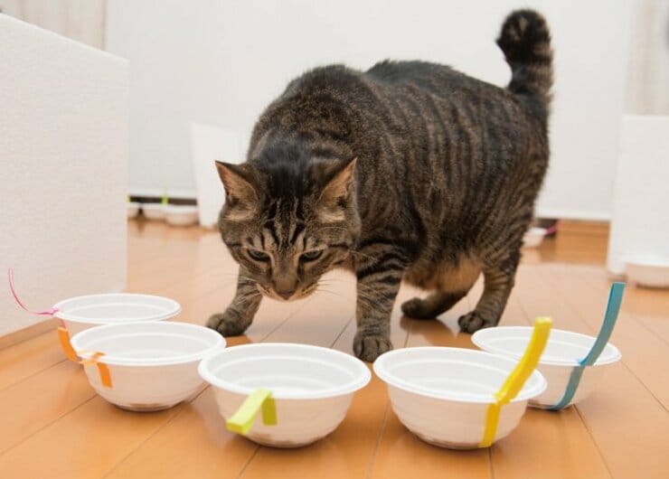 【キャットフード辛口採点簿】超ロングセラー黒缶が15製品中、唯一の最高A評価だった理由