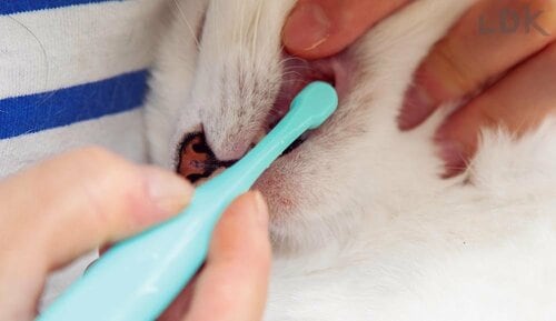 ていねいに歯を磨ける 猫用歯ブラシおすすめ イメージ