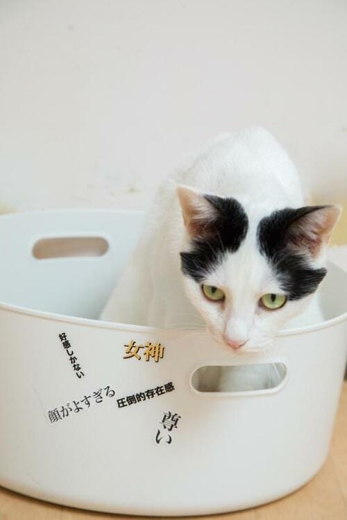 セリア「デザインシール オタクの心情」2