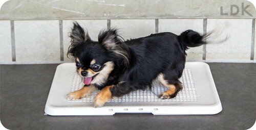 選び方2:安全性 犬用トイレトレーおすすめ イメージ