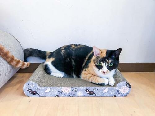 それなりに使うがうっとりはしにくい 猫用爪とぎおすすめ イメージ