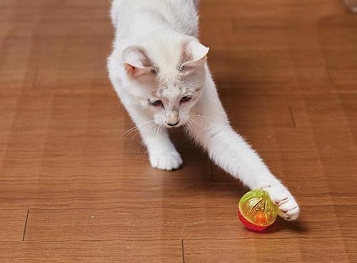 誤食のリスクがなく安全性が高い「ビジーボール」 イメージ2