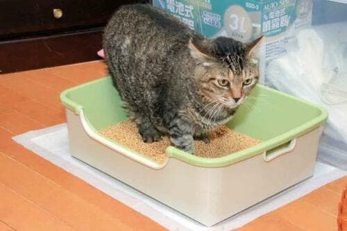 テストでわかった！ 最強のネコ用品 イメージ