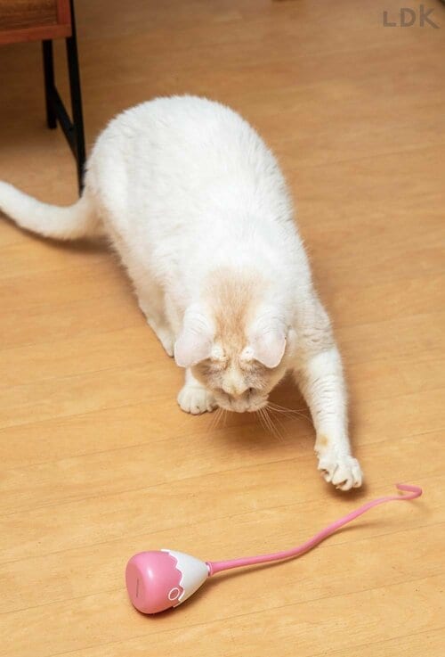 シニアネコも夢中になった 猫用おもちゃおすすめ イメージ