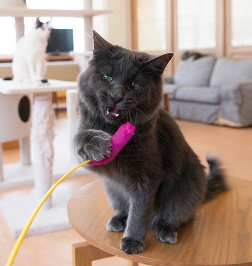 ▼テスト結果 猫用おもちゃおすすめ イメージ