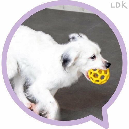 おやつを入れられる 犬用おもちゃおすすめ イメージ