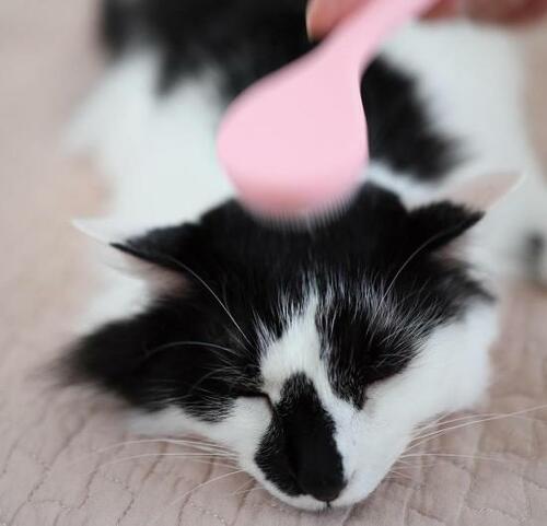 ポイント:猫がメロメロになるやさしい刺激 イメージ