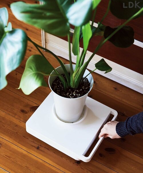 動く台を使えば掃除のときもラクラク 観葉植物おすすめ イメージ