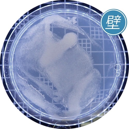 カビ防止力：◎+ 防カビ剤おすすめ イメージ