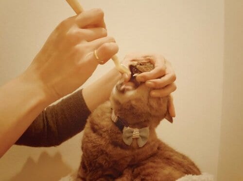 【Q9】スムーズに投薬するコツはあるの？ イメージ3