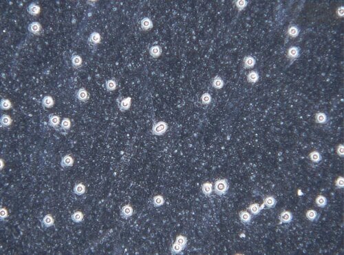 ＜表面拡大(倍率：160倍)＞ ペーパーライクフィルムiPad用保護フィルムおすすめ イメージ