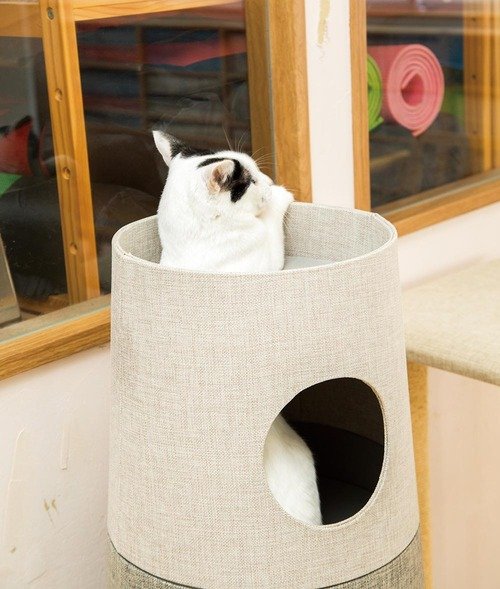 素材 キャットタワーおすすめ イメージ