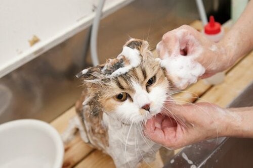 【Q5】シャンプーする時のポイントやコツはあるの？ イメージ3