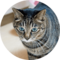 カイ