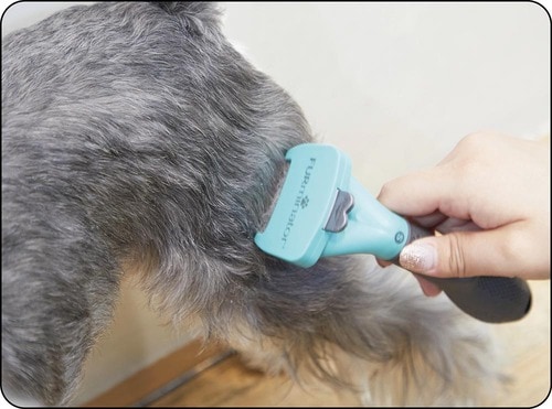 テスト方法 犬用ブラシおすすめ イメージ