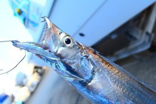 フィッシュグリップの必要性1：危険な魚でも安心して持てる フィッシュグリップおすすめ イメージ