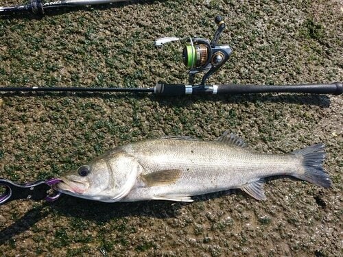 おすすめ2：シーバス釣り フロロカーボンラインおすすめ イメージ