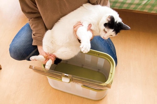 選び方4:出し入れのしやすさ 猫用キャリーバッグおすすめ イメージ