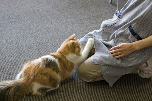 【極意6】ネコマスターへの第1歩は最初の抱き方にあり イメージ