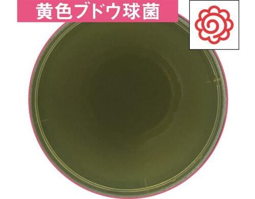 ブドウ球菌も大腸菌も!“除菌力A評価”の4製品 イメージ