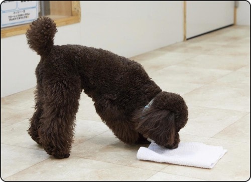 ニオイを気にせずおやつ探しに夢中 犬のしつけ用スプレーおすすめ イメージ