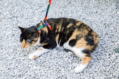 ポイント:着脱のしやすさはナンバーワン 猫用ハーネスおすすめ イメージ